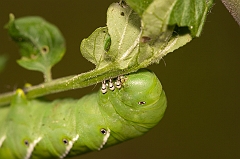 tomato worm-img_827204